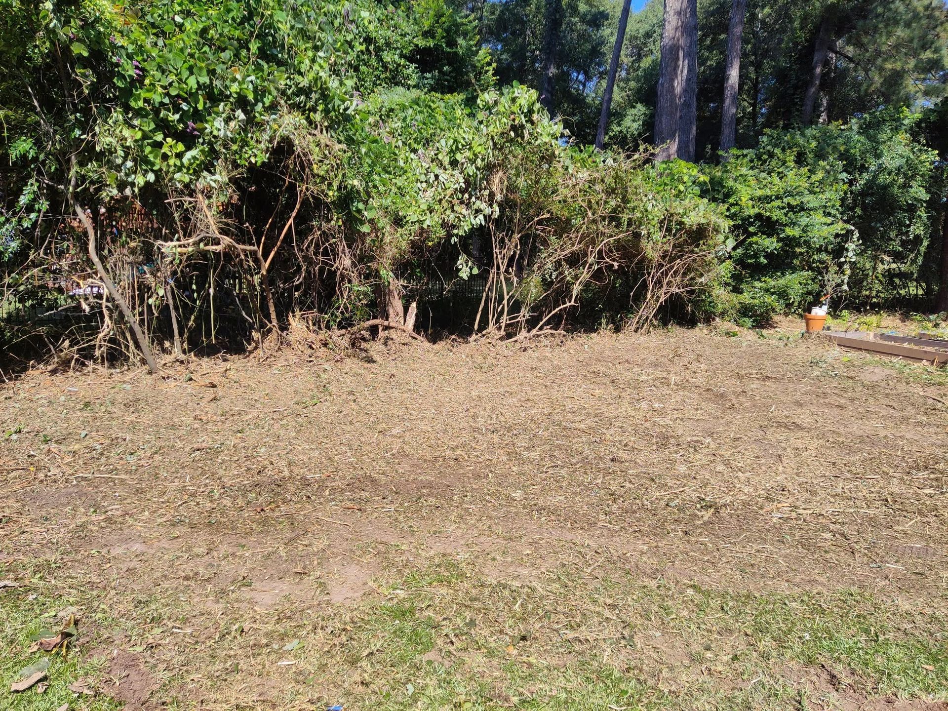 Dry grassy clearing bordered by dense green bushes and tall trees under bright sunlight