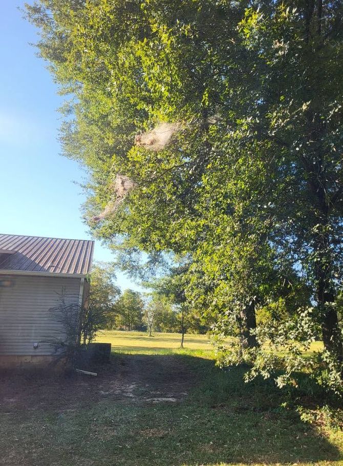 Backyard with large leafy tree beside a wooden building under a clear blue sky