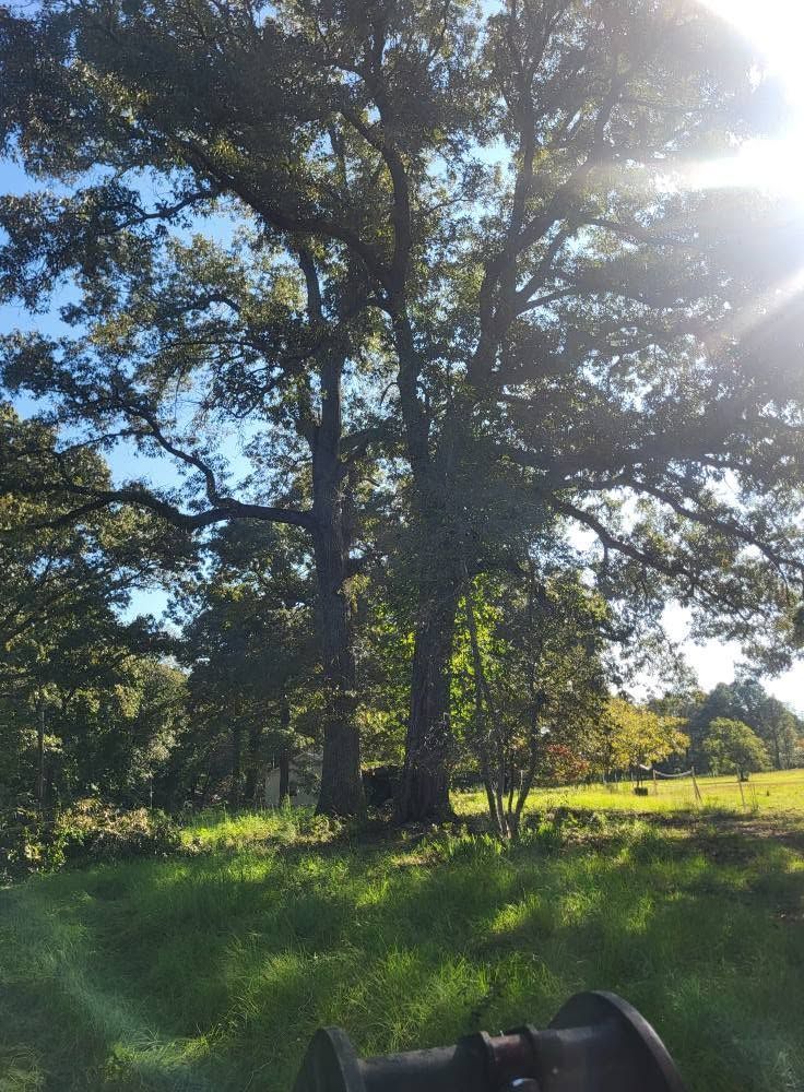 Sunlit meadow with tall trees and green grass under a bright blue sky