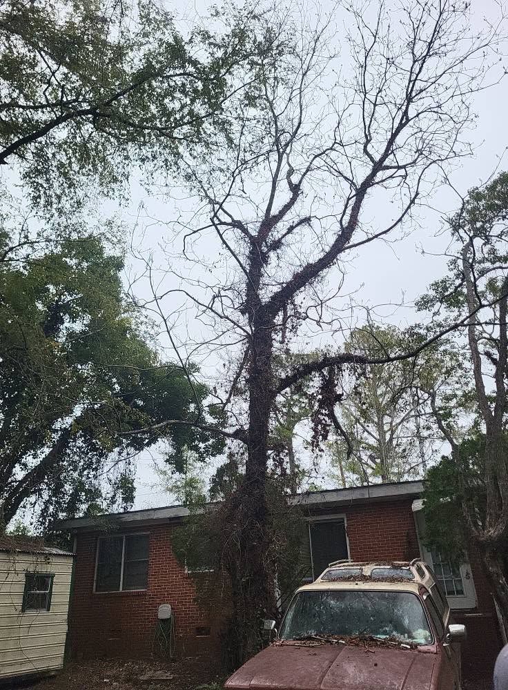 Damaged tree leaning over a house and car in a stormy yard