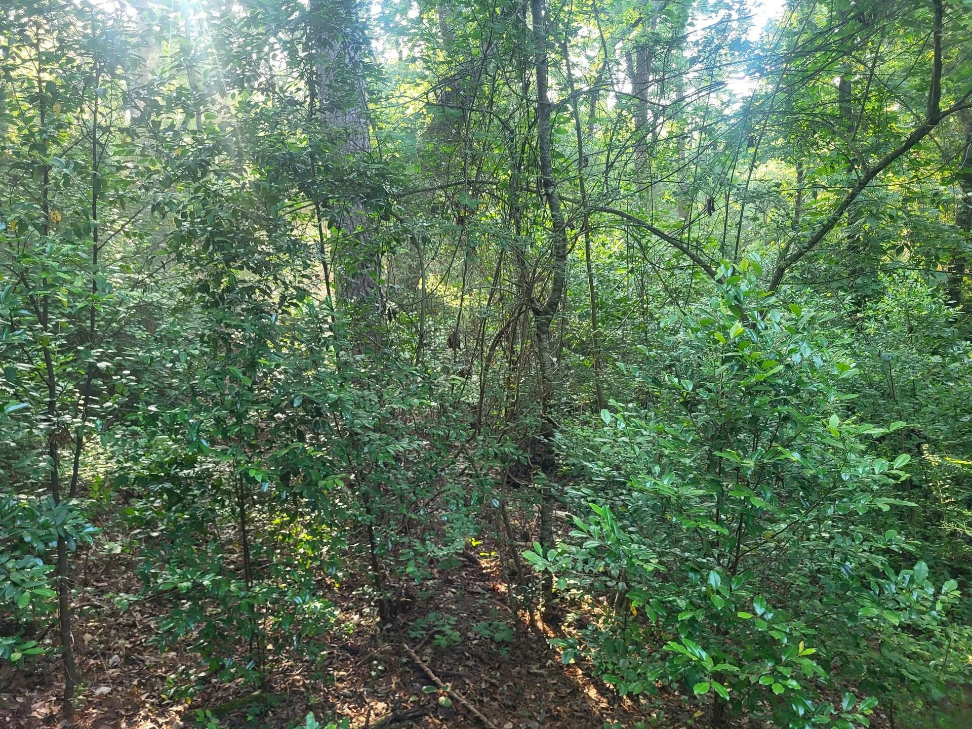 Dense green forest under sunlight with tall trees and leafy undergrowth