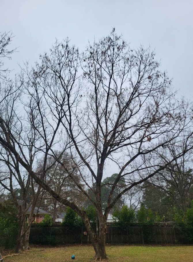 Leafless trees in a yard under a cloudy sky, with a house partially visible behind them