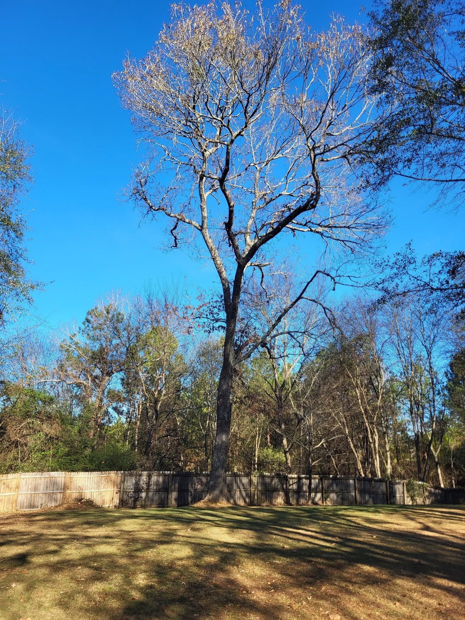 Tall leafless tree under a bright blue sky in a grassy park with other trees in the background
