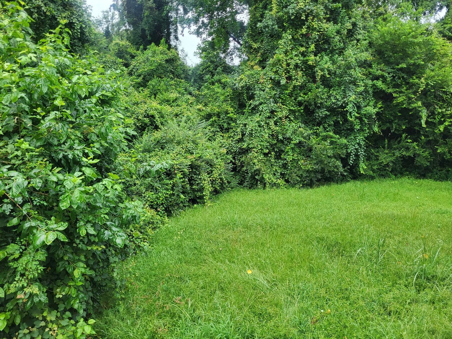 Green grassy clearing bordered by dense leafy trees and shrubs
