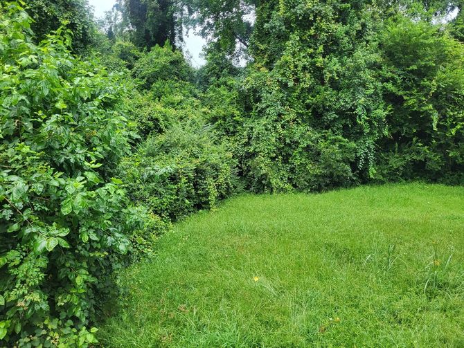 Lush green grass clearing bordered by dense trees and shrubs