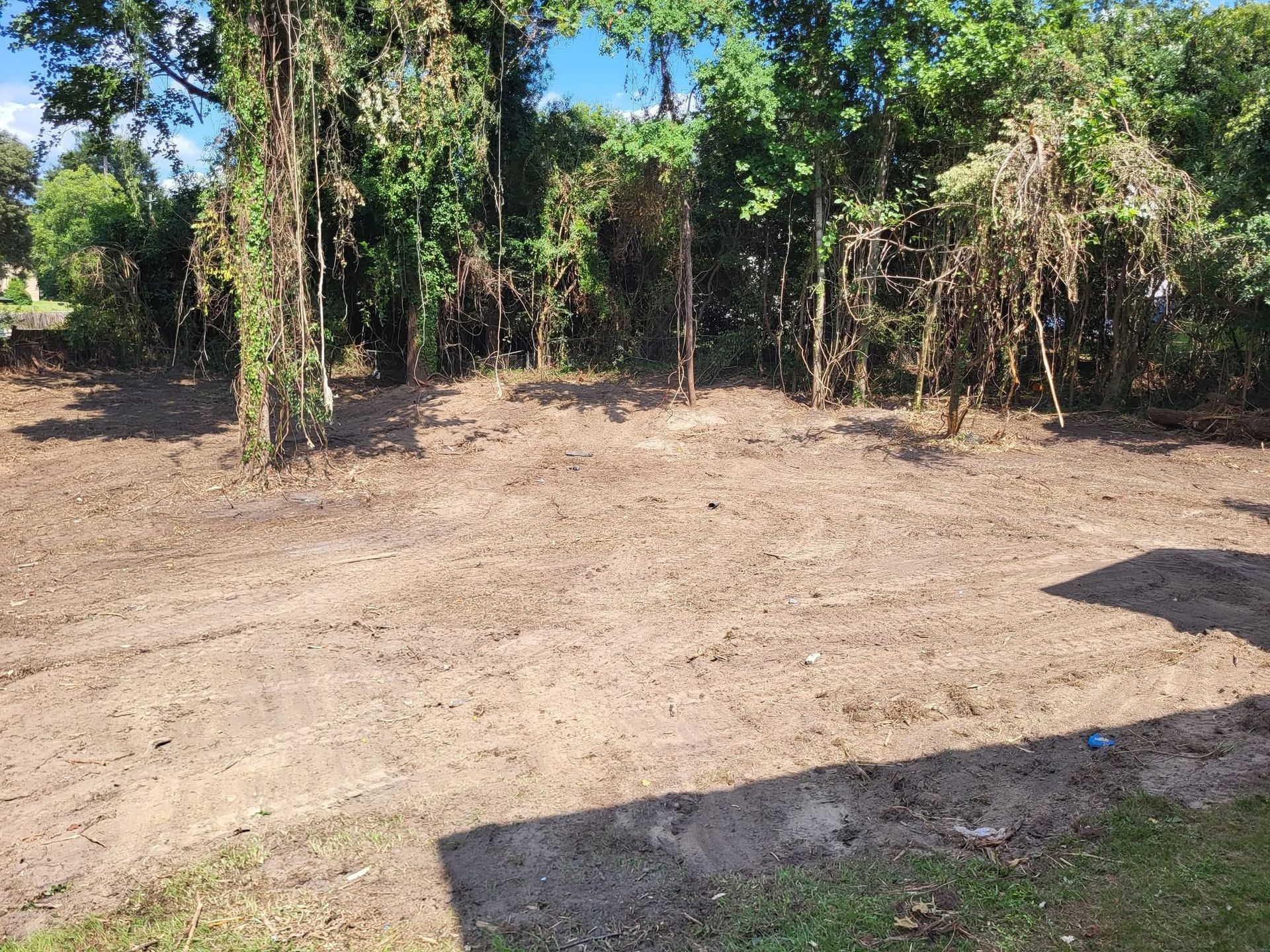 Dry dirt clearing bordered by dense green trees and vines under bright sunlight