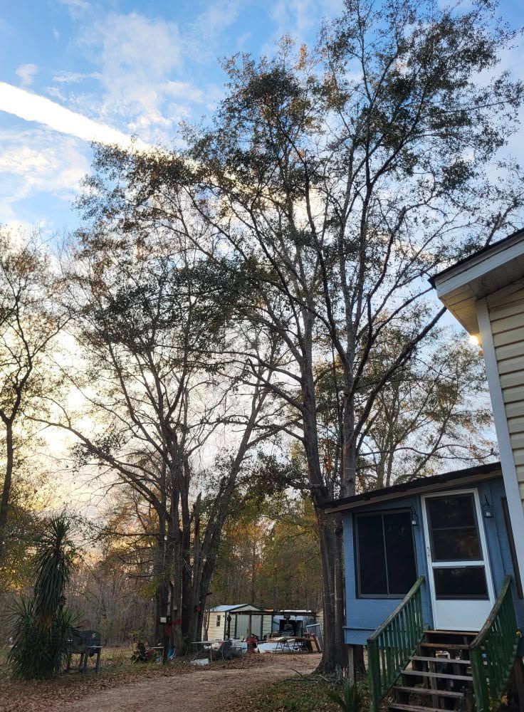 Tall trees beside a small house with a porch, under a blue sky at dusk