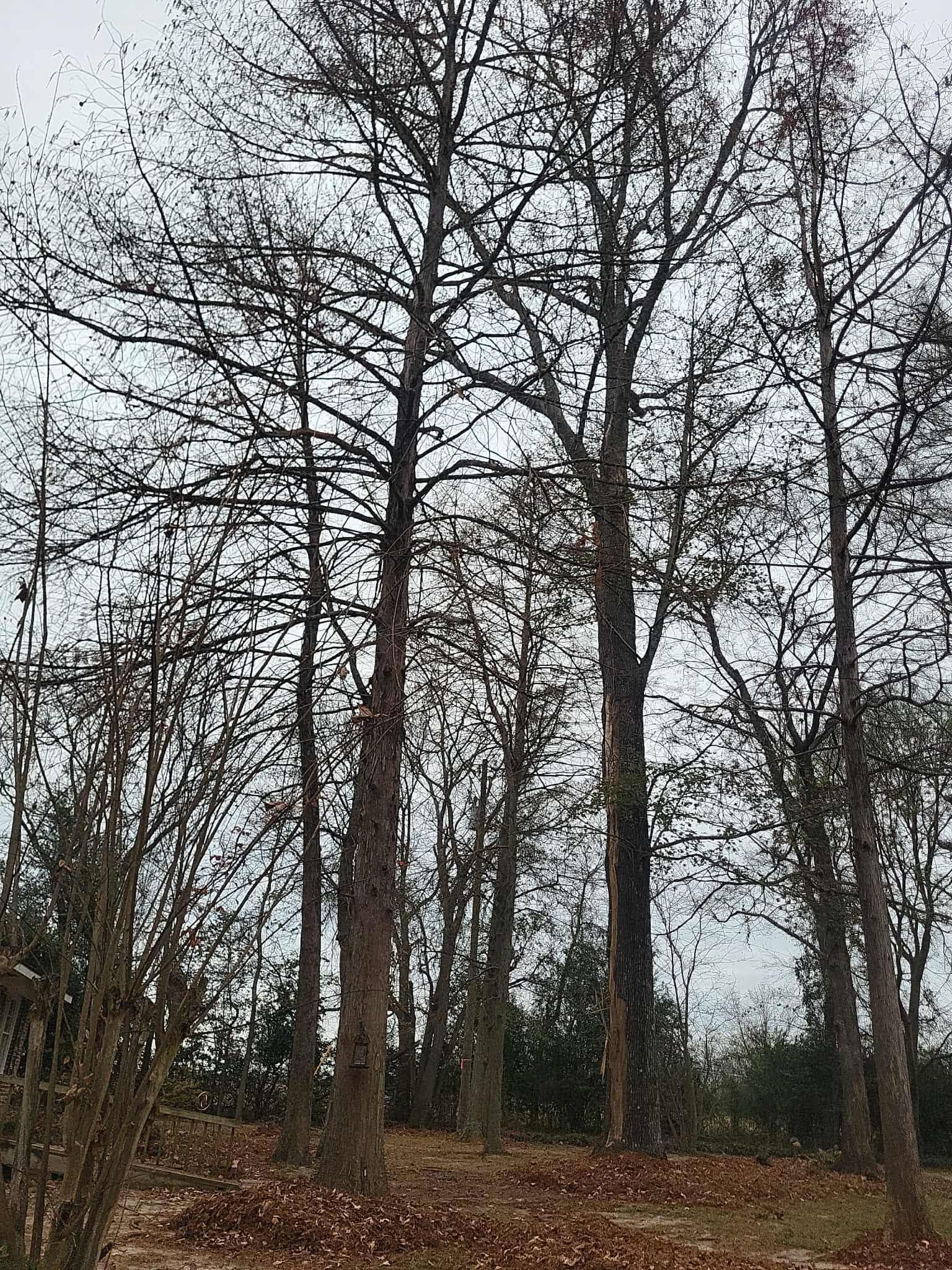 Bare trees in a forest under a gray sky, with dry brown leaves on the ground.