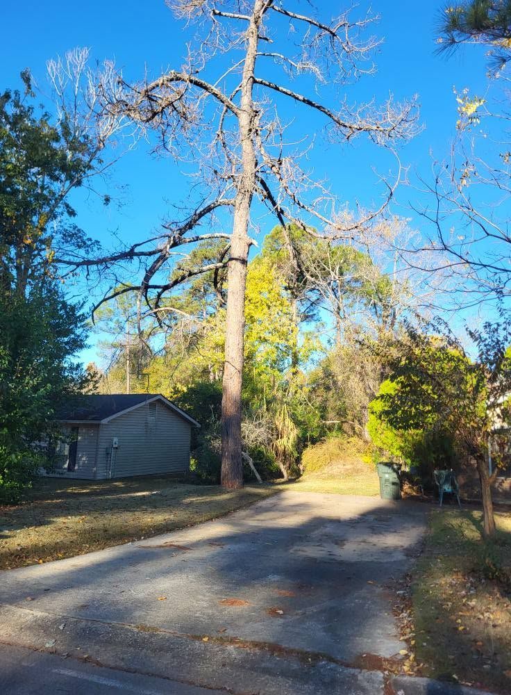 Tree-lined driveway beside a house on a sunny day, with a tall bare tree and blue sky.