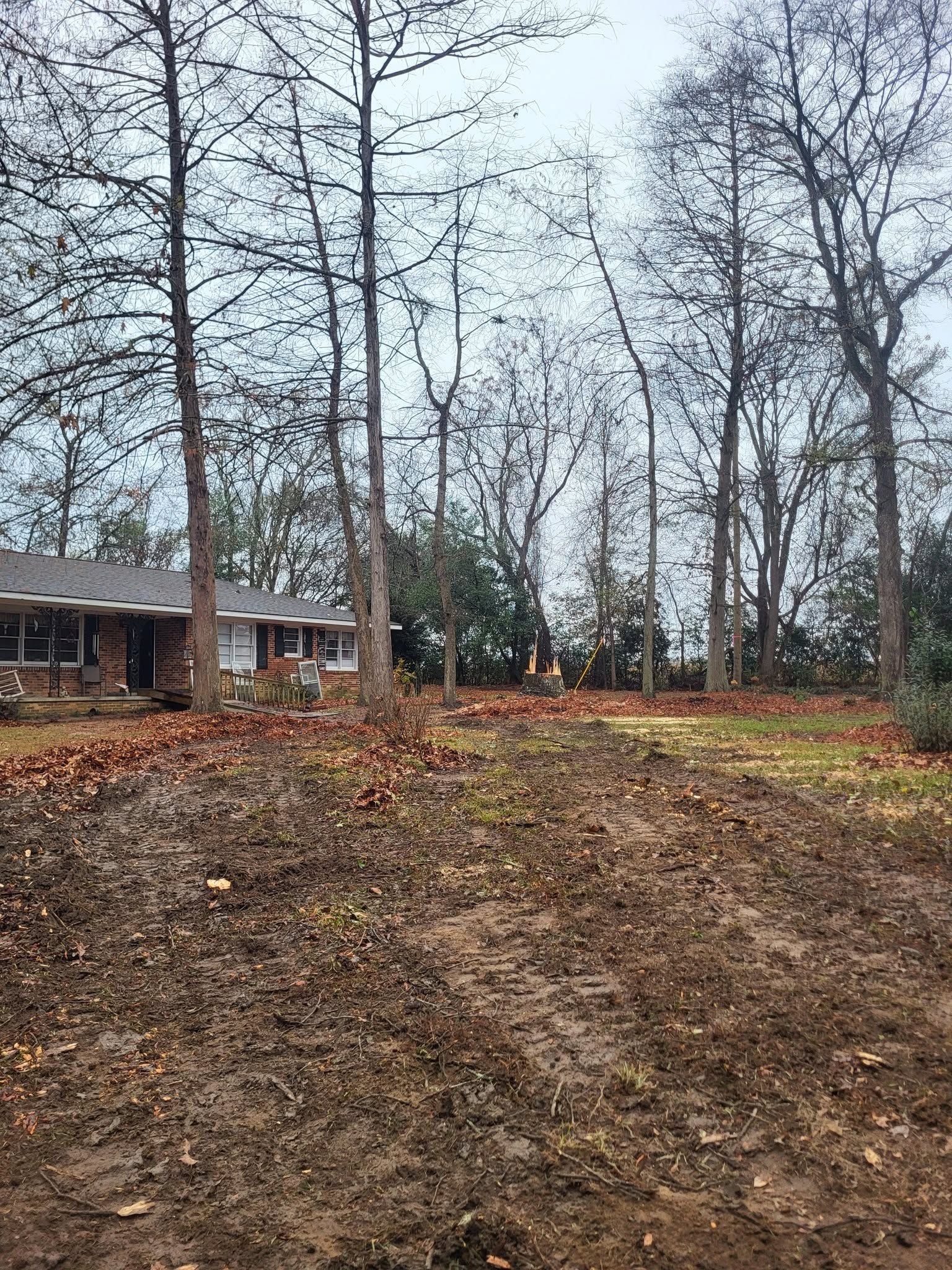 Leaf-covered hillside with bare trees and a house in the background on an overcast day