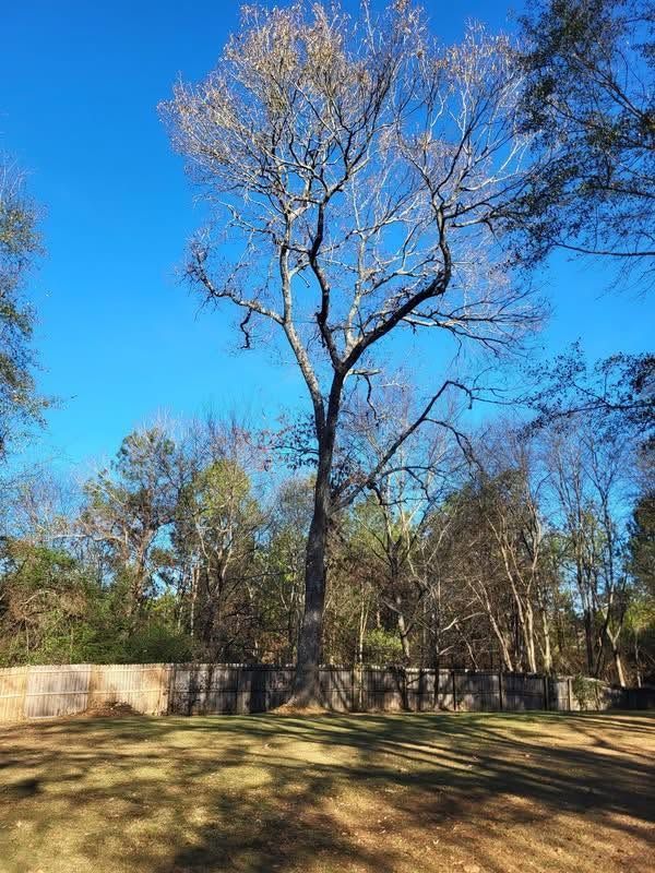 Tall leafless tree in a sunny grassy yard with a wooden fence and blue sky