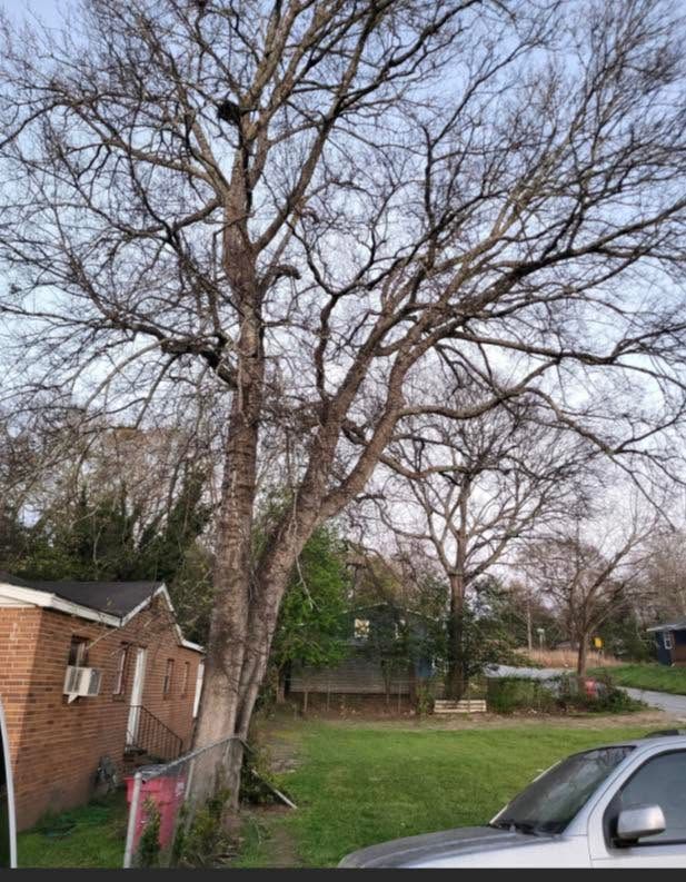 Leafless tree in a suburban yard beside a brick house and parked silver car.