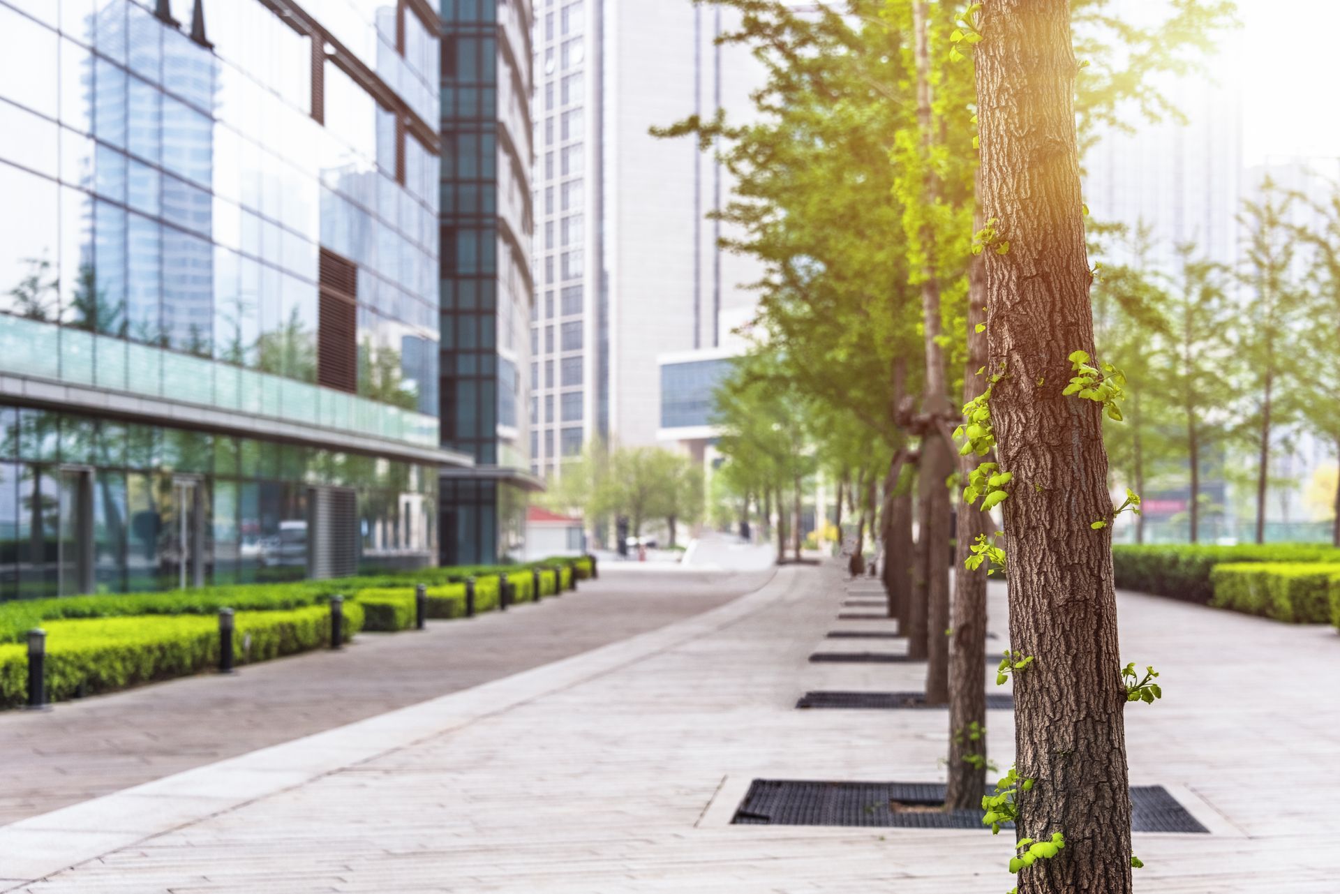 Tree-lined modern office walkway beside glass buildings in bright daylight