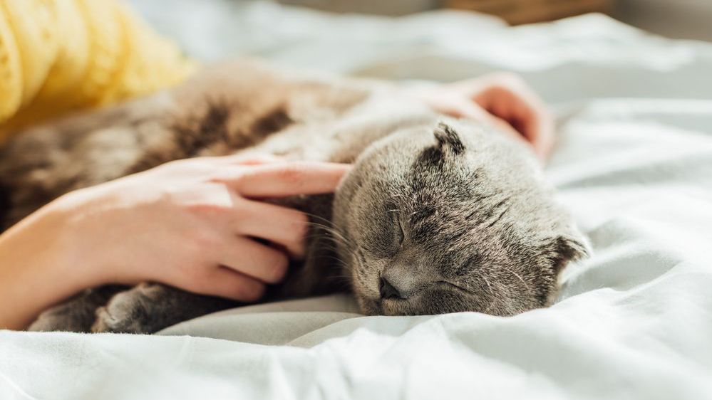 gray cat being petted on a bed