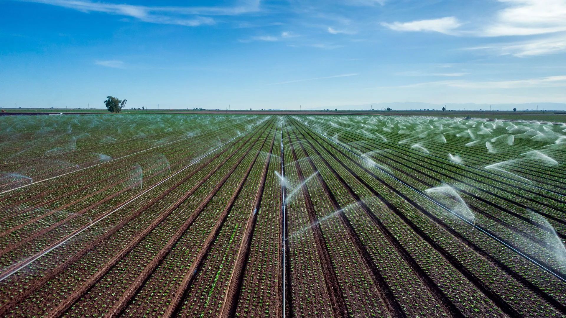 Top Signs You Need a Local Lawn Sprinkler System Contractor