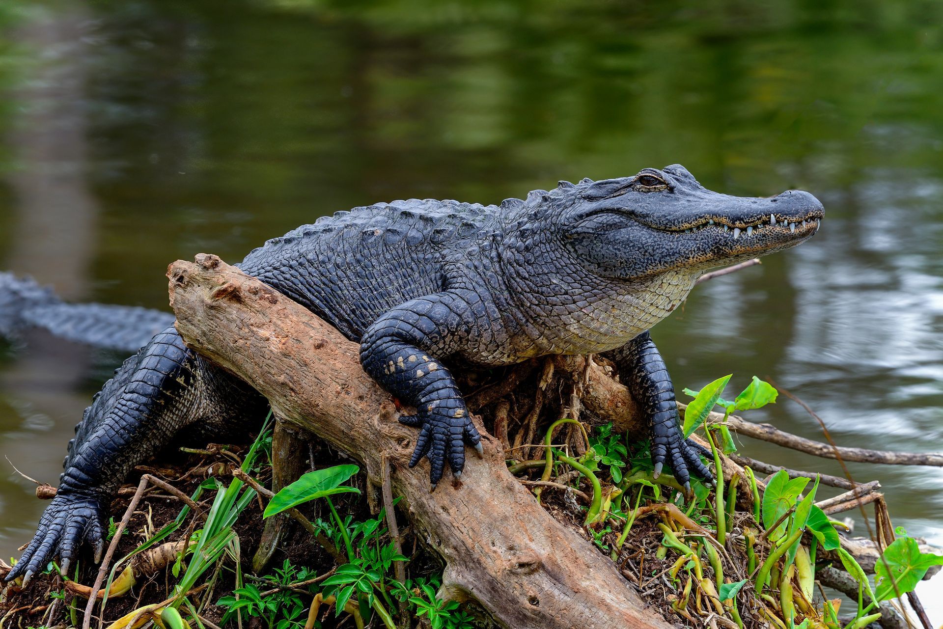 An alligator is sitting on a log in the water.