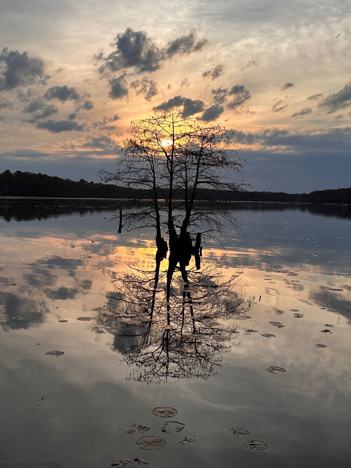 A tree is standing in the middle of a lake at sunset.