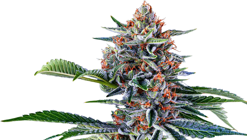 Cannabis bud, light green with orange hairs, next to a green cannabis leaf.
