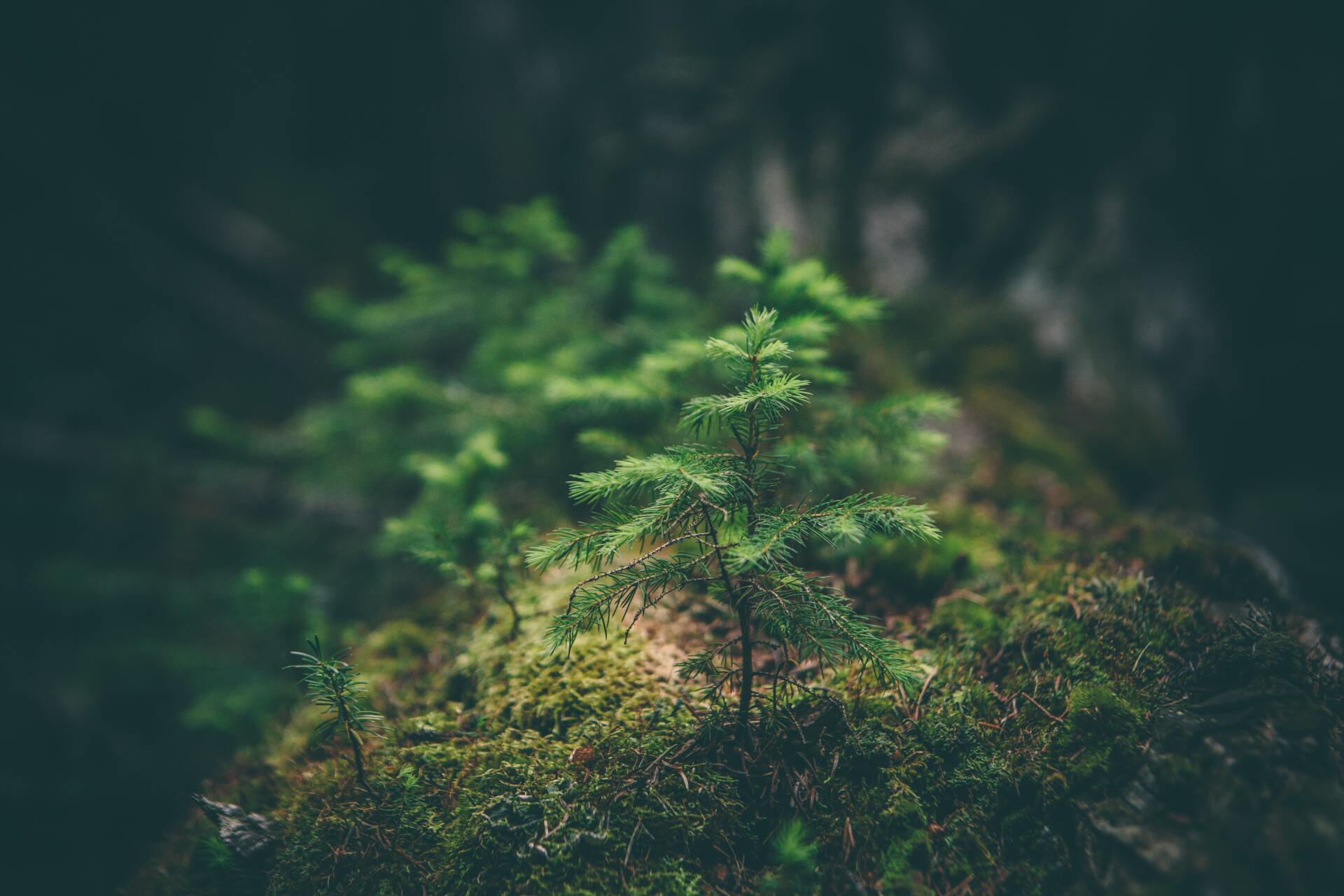 cremation services sapling tree in forest
