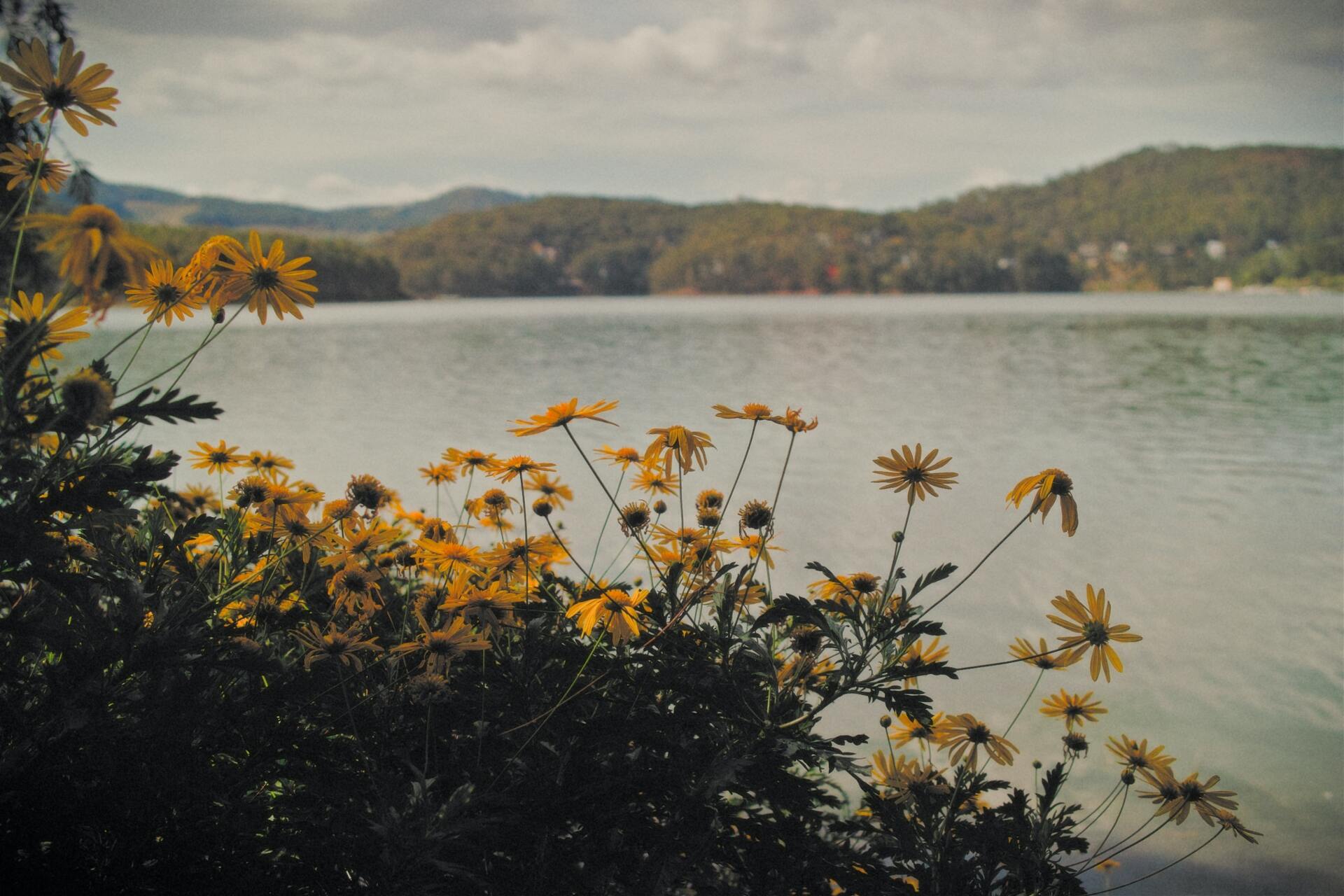 cremation services yellow flowers