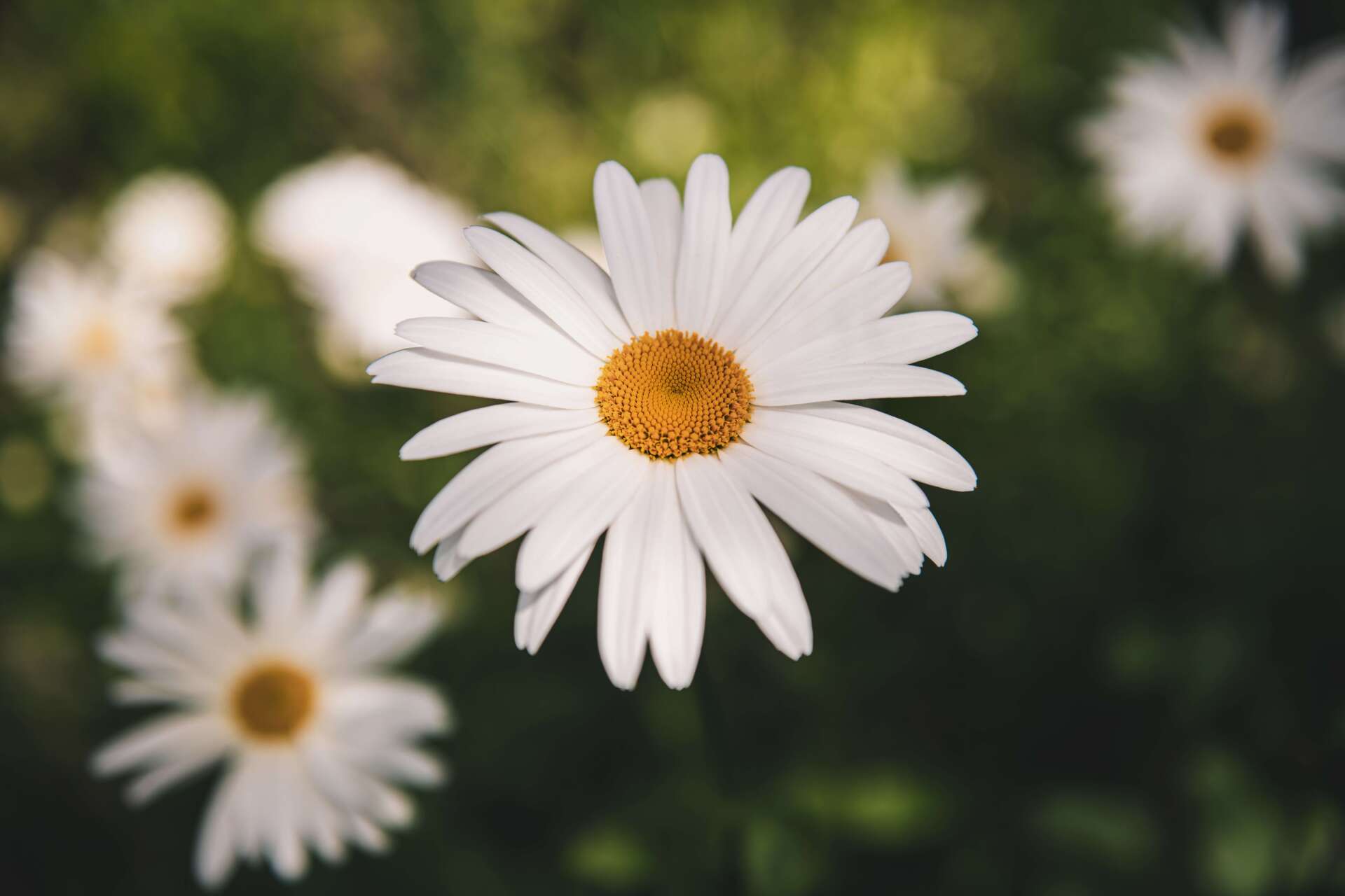 daisy flowers cremation process