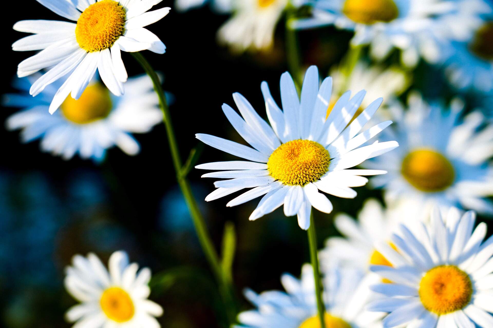 local crematory daisy flowers