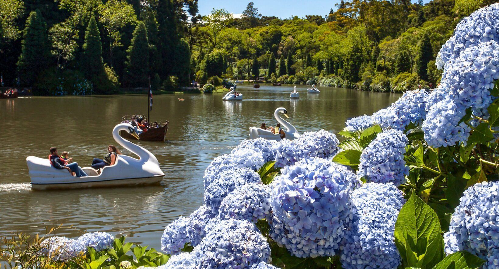 Lago Negro em Gramado repleto de hortênsias e com os pedalinhos mais famosos da Serra Gaúcha