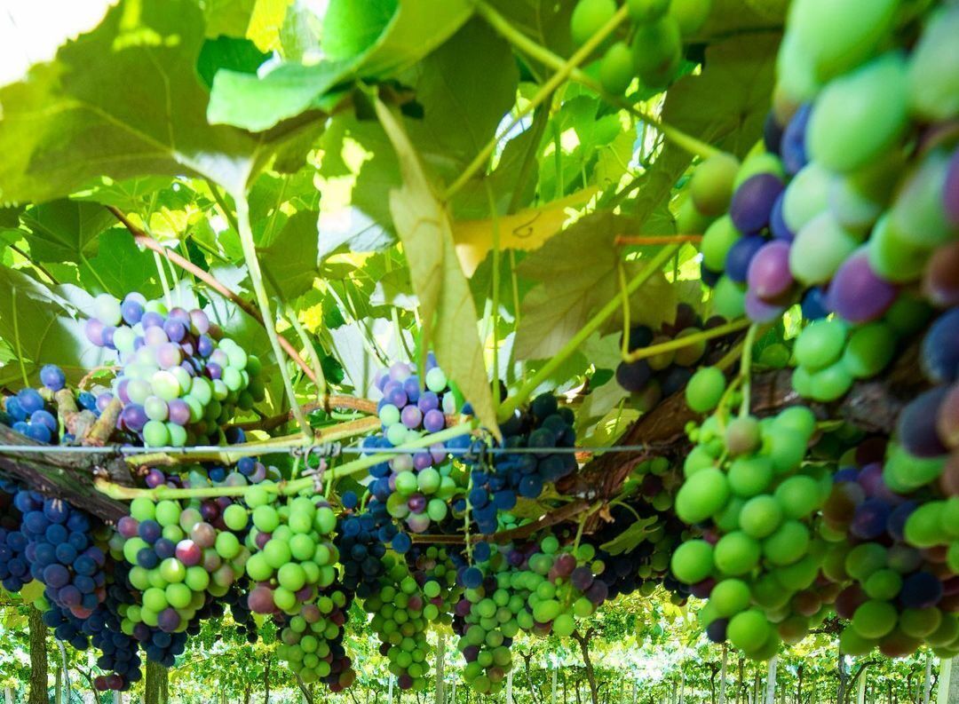 Um cacho de uvas pendurado em uma videira em um vinhedo em Gramado Serra Gaúcha