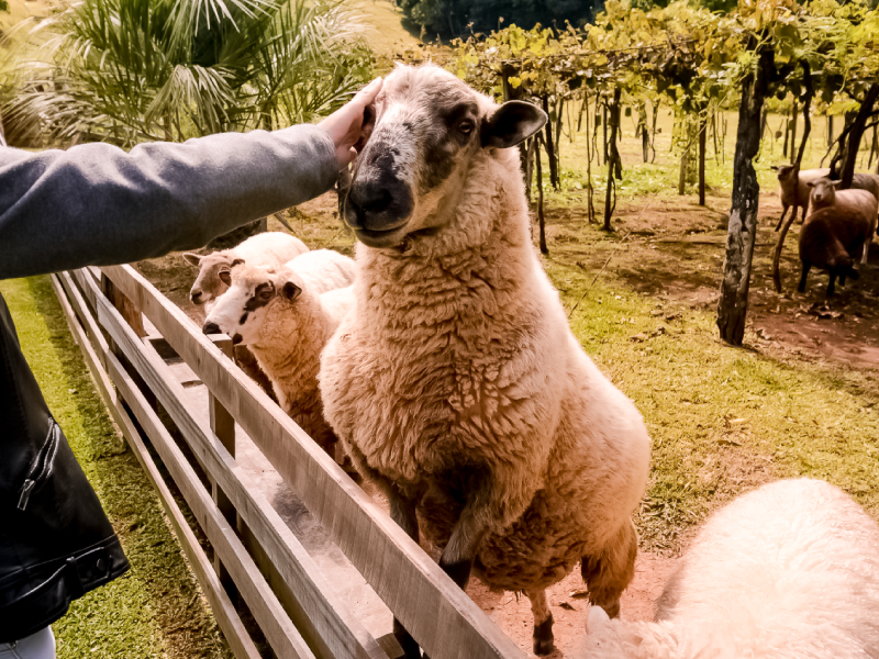 Ovelha no Tour Linha Bella em Gramado Serra Gaúcha