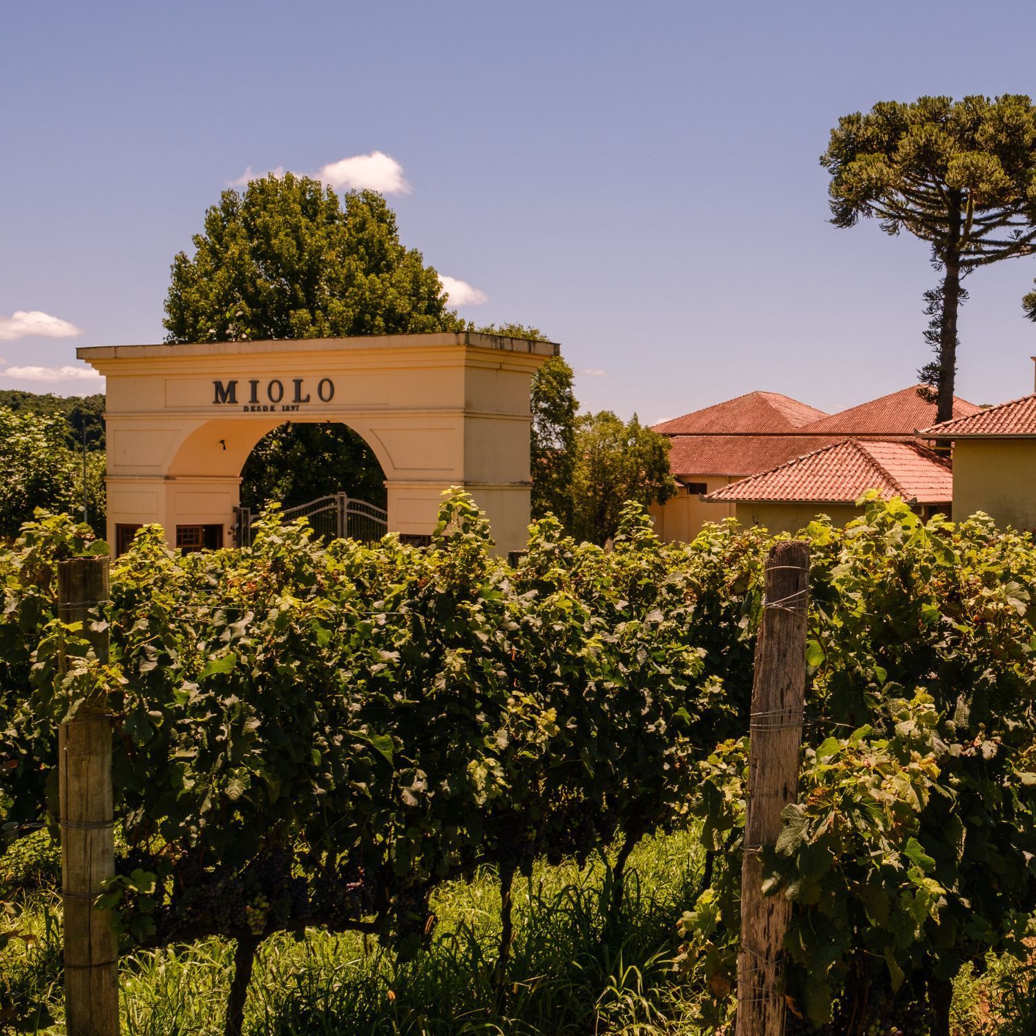 Vinícolas em Bento Gonçalves - Vinícola Miolo