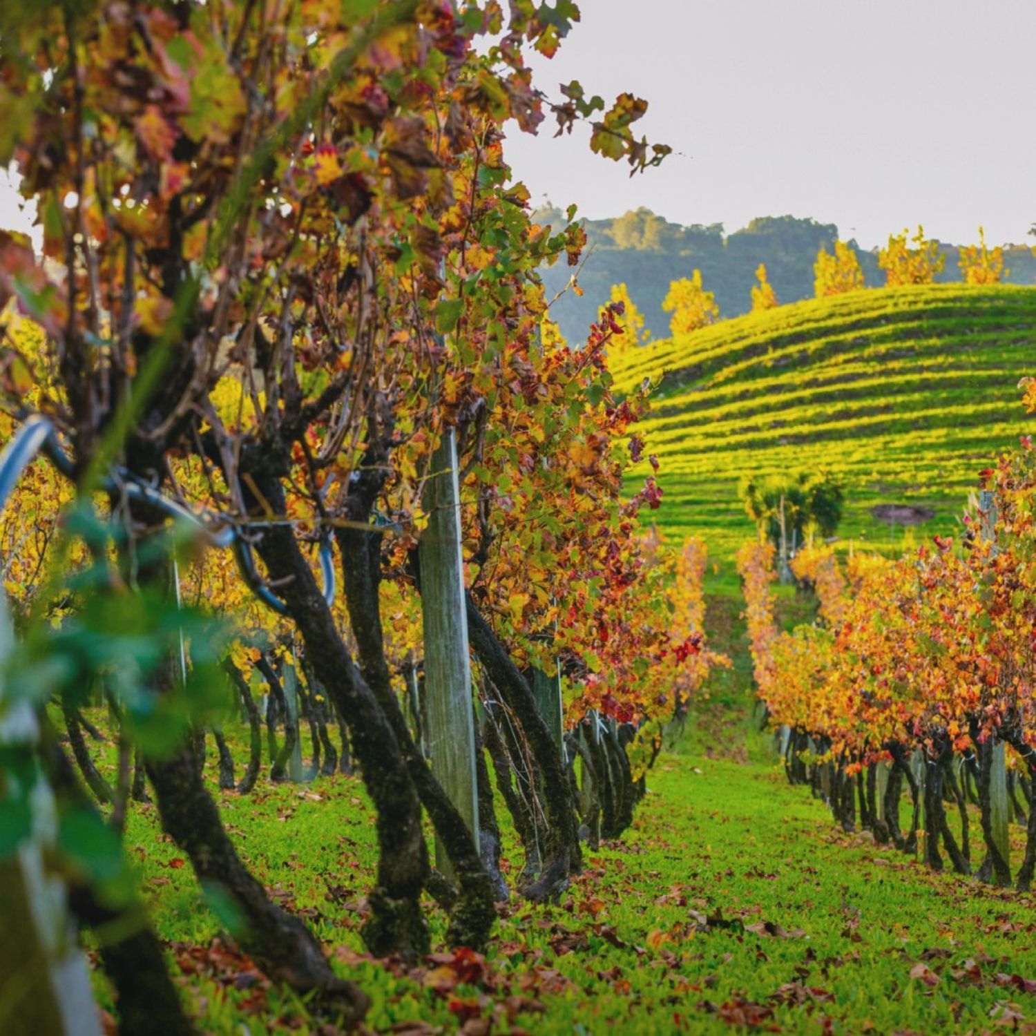 Vinícolas em Bento Gonçalves - Vinhos Larentis Foto Instagram Vinhos Larentis