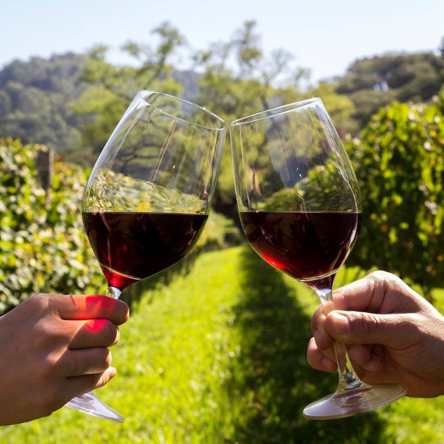 Vinícolas em Bento Gonçalves