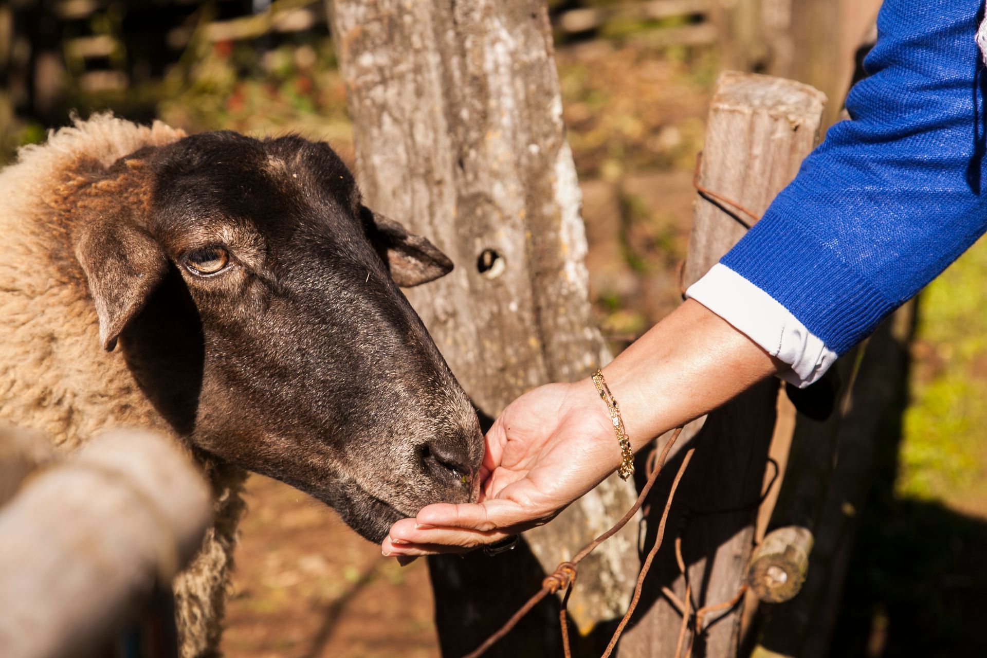 Ovelha Animais do Tour Linha Bella em Gramado Serra Gaúcha