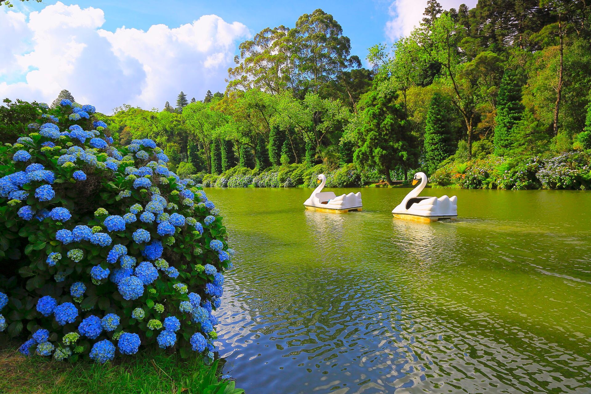 Lago Negro em Gramado repleto de hortênsias e com os pedalinhos mais famosos da Serra Gaúcha