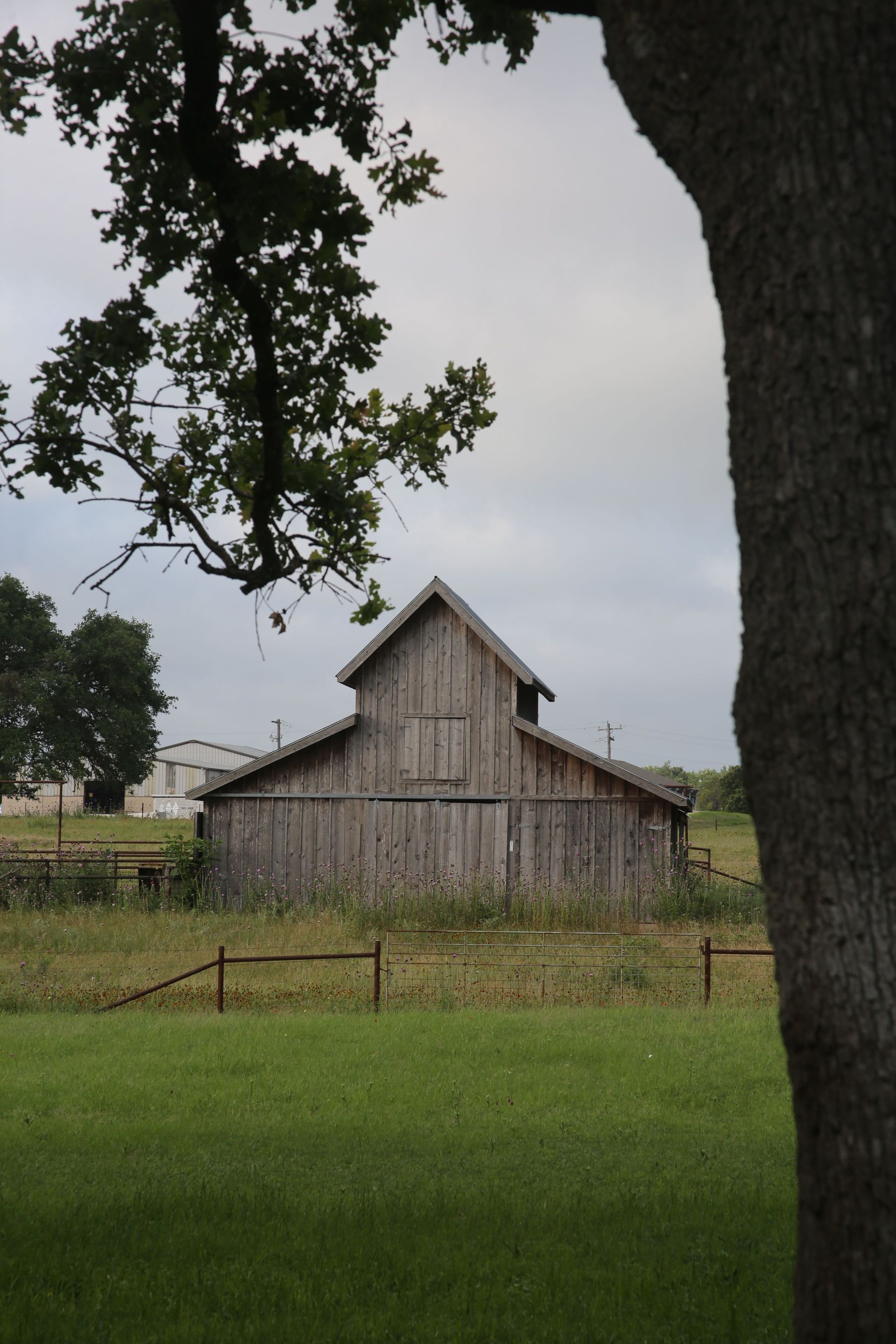 Old wooden barn in a grassy field, framed by tree trunks and branches under an overcast sky.