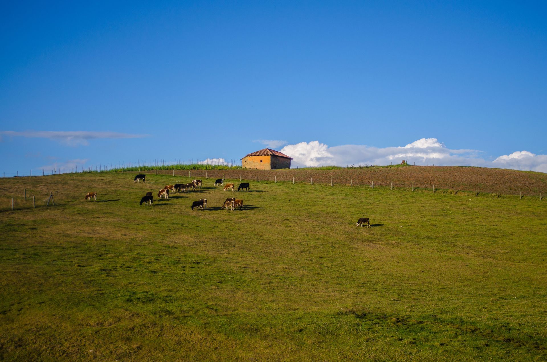 Cattle grazing on open rural acreage with a small barn on the rise, the kind of property where fire distance changes a rating