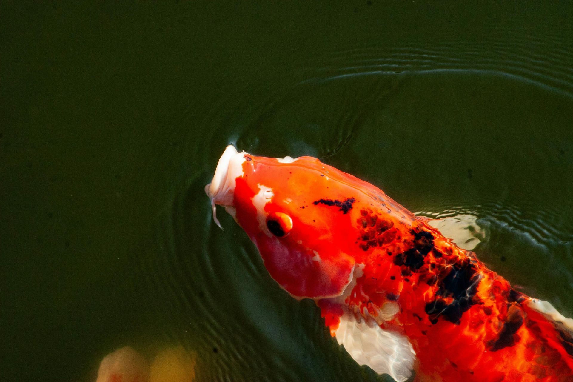 Koi fish with orange, white, and black markings swimming in green water