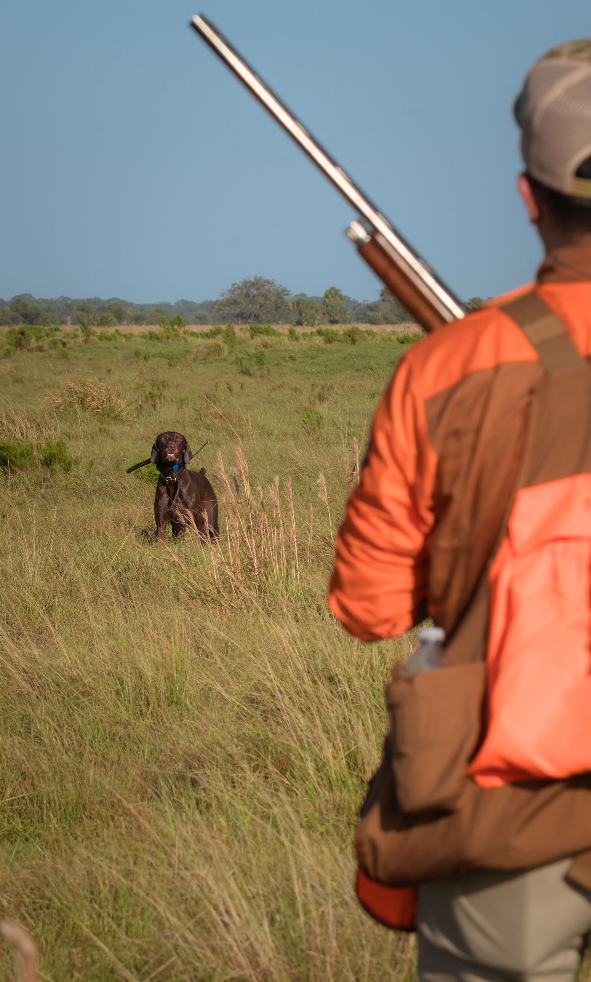 A hunter in blaze orange and his bird dog scan a North Texas field, the scene this dove checklist is built for.