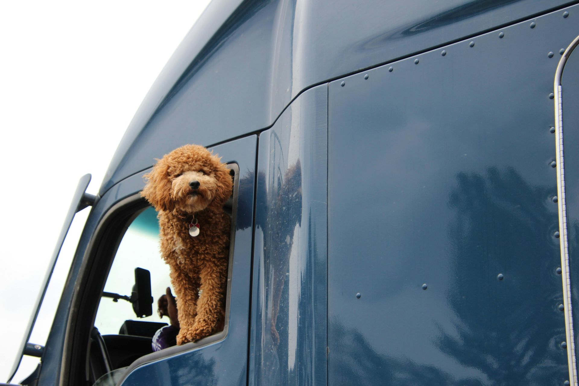 Brown curly dog leaning out of a blue van window