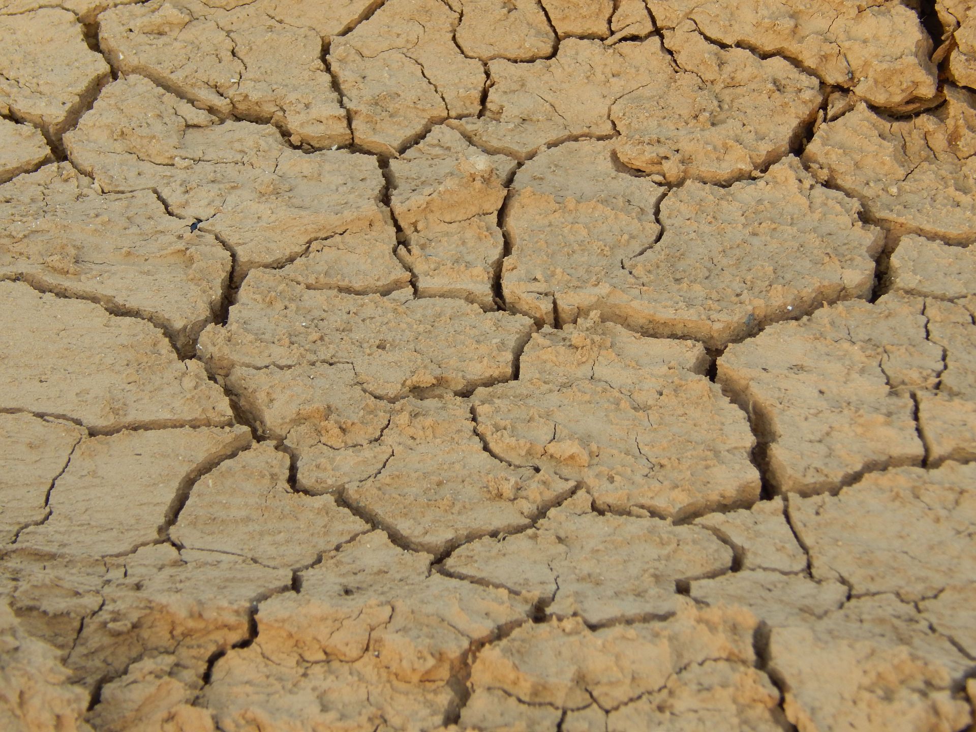 Deep cracks spreading across sun-baked clay soil, the ground movement North Texas foundations sit on