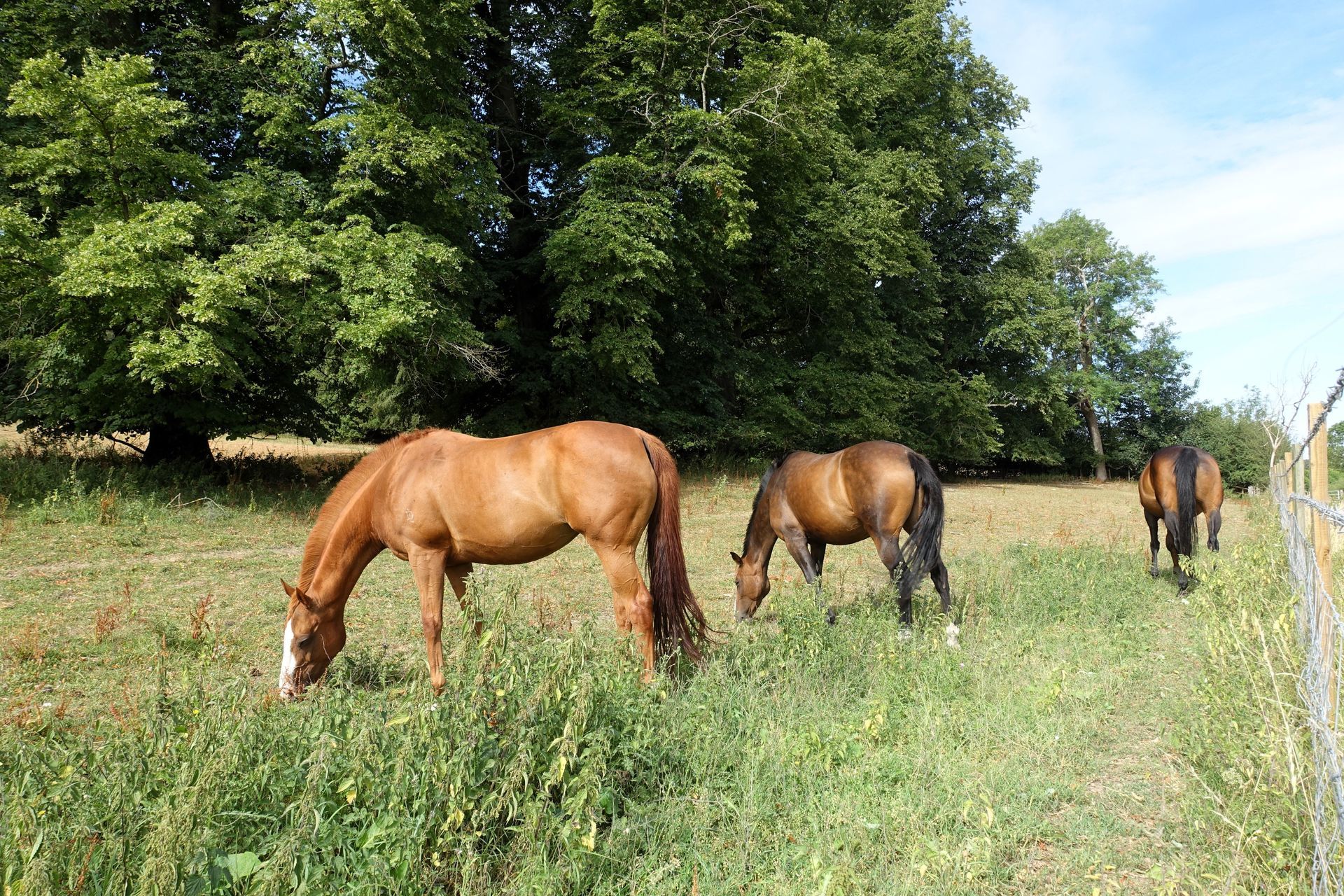 Three horses grazing in a fenced pasture with green trees behind them, typical of Texas acreage prop