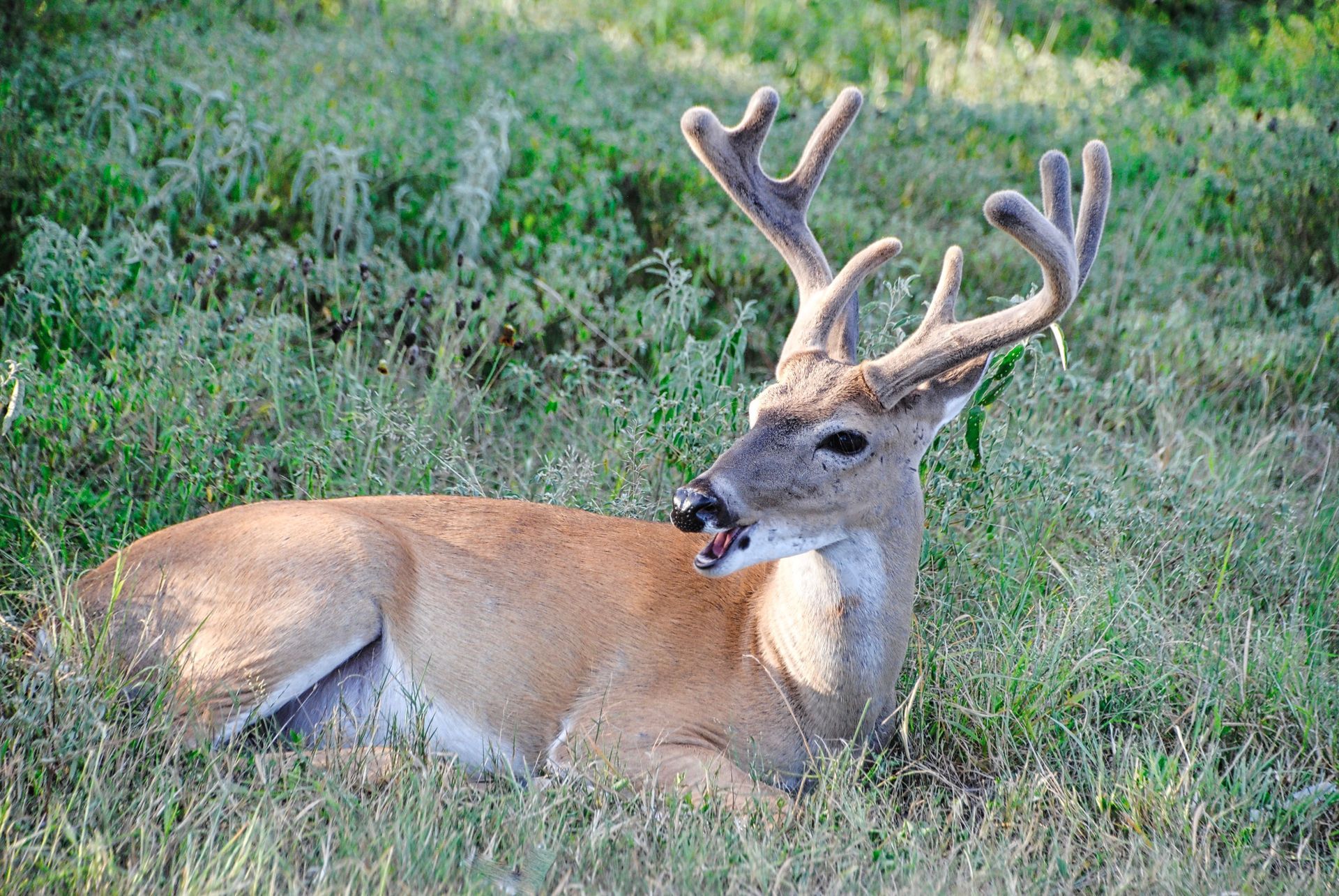 A white-tailed buck bedded down in tall grass and brush, the kind of pasture edge deer use along North Texas farm roads