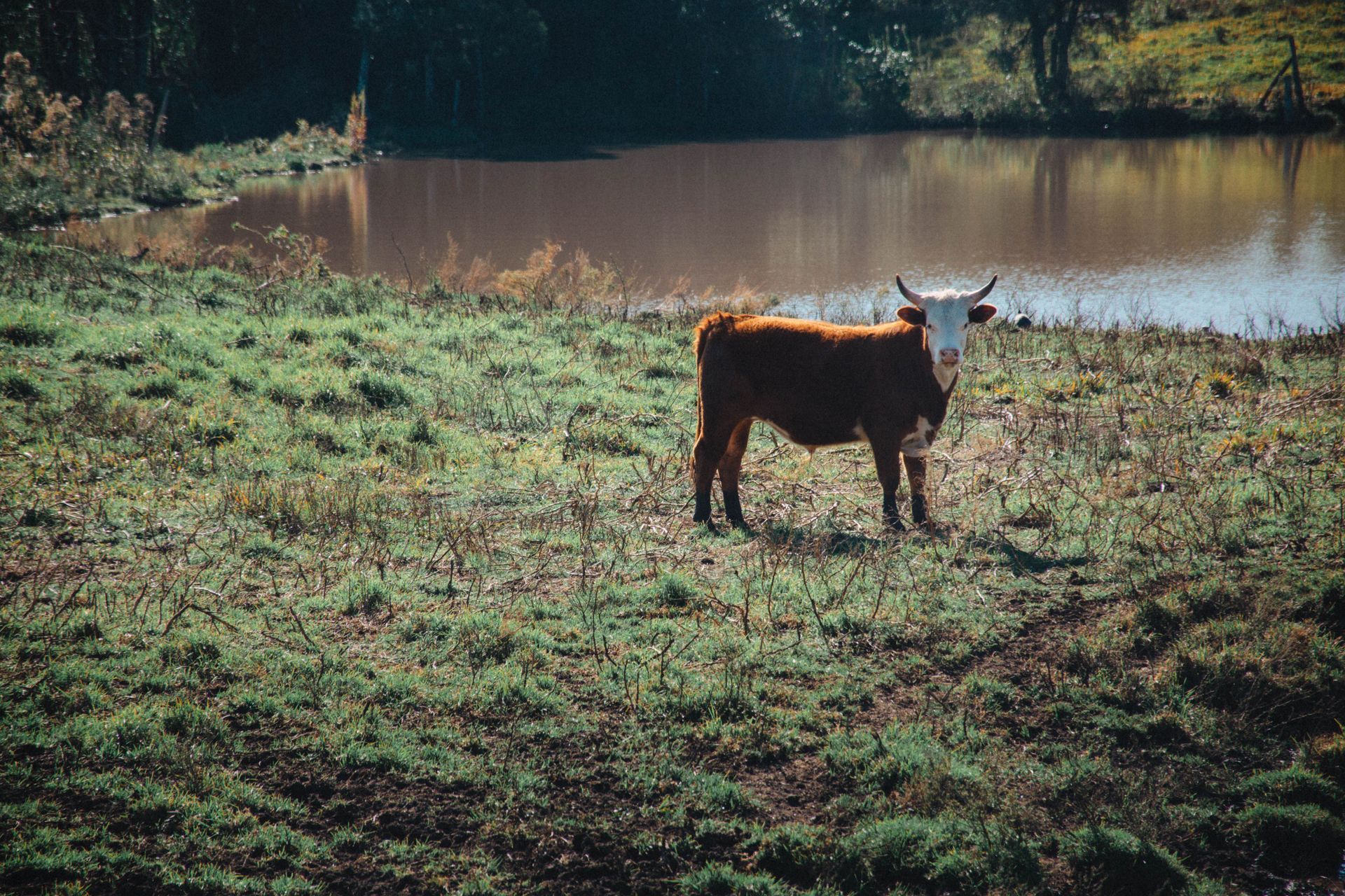 A horned brown cow on the grassy bank of a stock pond, the kind of rural water feature that raises liability questions