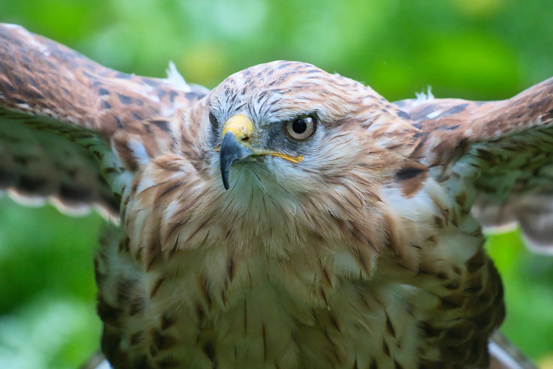 Close-up of a hawk with wings spread, staring forward against a green blurred background
