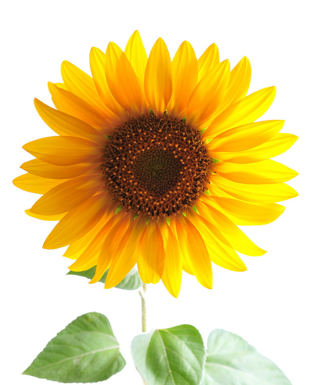 Bright yellow sunflower with a dark brown center and green leaves on a white background