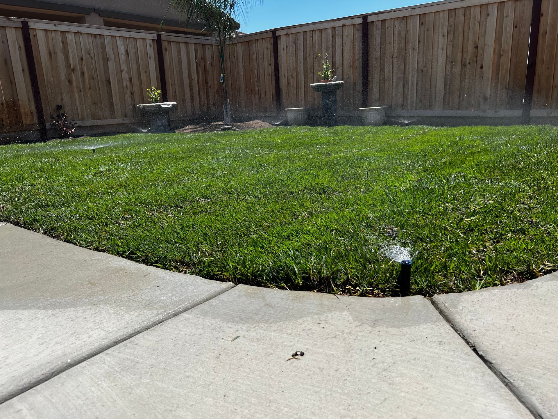 Close up of natural grass being watered in a Sacramento landscape