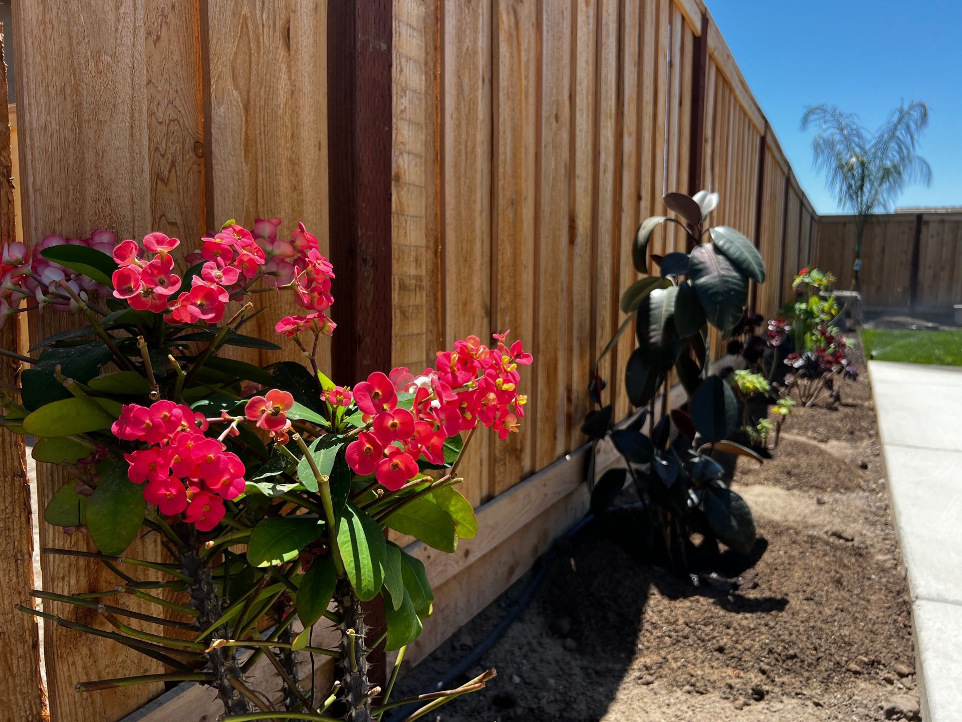 Close up of plants in a landscape design project in Ripon, CA