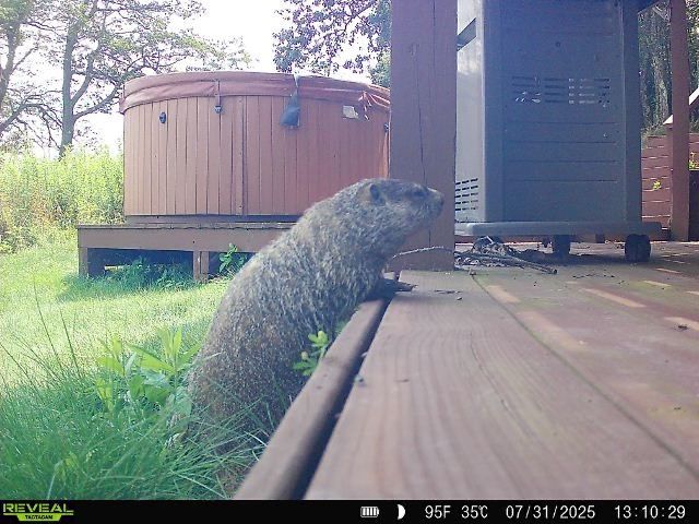 Groundhog on wooden deck near hot tub and small structure.