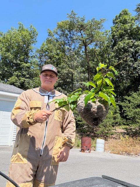 Person in protective suit holds branch near large wasp nest outdoors.