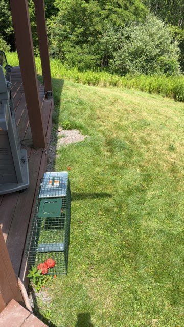 A live animal trap sits on grass beside a wooden deck, near a green grassy hill and trees.